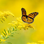 profile_photo