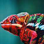 profile_photo